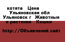 котята › Цена ­ 2 000 - Ульяновская обл., Ульяновск г. Животные и растения » Кошки   